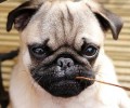 巴哥犬挑食，不吃狗粮怎么办？