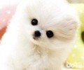 为什么博美犬体臭这么严峻？