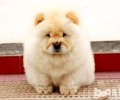 松狮犬得了倒睫要手术吗？