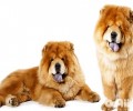 松狮犬要多久洗一次澡？