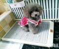 吃什么能让狗屎变成这个姿态？