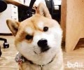 狗狗吃便便怎样办？怎样调教？