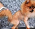 狗狗毛发干燥、毛色欠好怎么办？