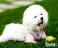 比熊犬吃养分膏有什么效果？效果是什么？