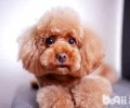 泰迪犬一向吃不胖是不是身体有问题？