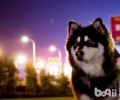 阿拉斯加母犬需要做绝育手术吗？