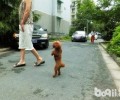 泰迪犬吃多了怎么办？每顿应该吃多少？