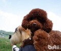 怀孕中的泰迪犬能吃养分膏吗？