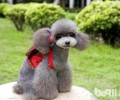 贵宾犬刚抱回家一直叫怎么办？