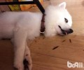 狗狗年纪大了要怎样喂食？