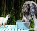 为什么流浪狗比家养的狗身体更好？