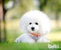 比熊犬产后要注意哪些工作？