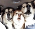 阿拉斯加犬怎么能健康饮食？