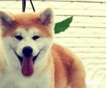秋田犬眼睛上有赤色的泪痕是正常的吗？