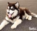 阿拉斯加除了吃狗粮能吃哪些东西？