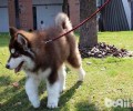 公的阿拉斯加犬绝育好吗？