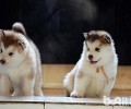 阿拉斯加2个半月能吃多少狗粮？