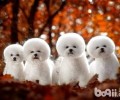 怎么能挑选到纯种的比熊？