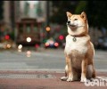柴犬不立耳真的是品相不好吗？