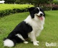 为什么边境牧羊犬特别不喜欢被人抱？
