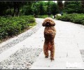 泰迪犬怎样长得越来越丑了？