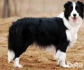 边境牧羊犬的价格多少？好养吗？