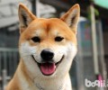 日本养柴犬的人许多吗？