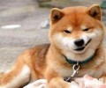 怎样简略区别豆柴和一般柴犬？