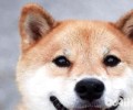 住在高层能够养哪些种类的狗狗