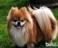 博美犬去哪里购买比较适宜？