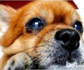 怎么样才能让博美犬乖乖听话？