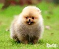养博美犬的过程中，喂食有什么忌讳？