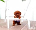 泰迪犬身上痒是皮肤病吗？