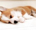 柯基犬什么时候能够开端打疫苗？