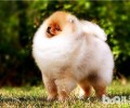 博美犬能够吃鸡蛋吗？