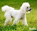 贵宾犬的鼻头为什么色彩变浅了？