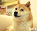 柴犬的耳朵形状能看出是不是纯种吗？