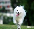 萨摩耶尾巴毛为什么不疏松？