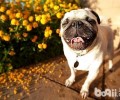 巴哥犬的便便很臭是什么引起的？