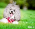 贵宾犬剃毛需求留意哪些方面？