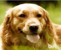 金毛犬的随地大小便该怎样练习？