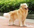 想养一只金毛犬该怎样去养殖？