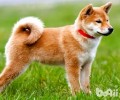 柴犬和秋田犬哪个犬种比较好养？