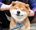 给柴犬吃什么能够把脸喂胖？