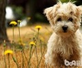 泰迪犬吃什么狗粮比较好，该怎样挑选？