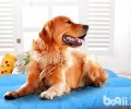 没交配过的金毛犬不会配种怎么办？