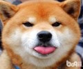 能给柴犬喂骨头啃吗？