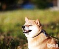 柴犬本来能够吃这么多生果？