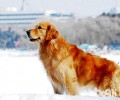 金毛犬能活多久？能陪同咱们多久？