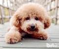 泰迪犬驱虫之后拉稀严峻怎么回事？